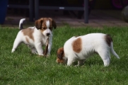 Filmpje pups hebben plezier 2015-02-08